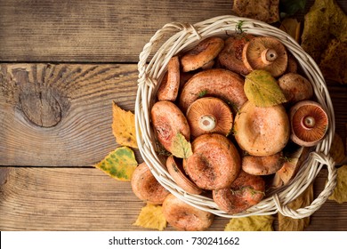 Lactarius Deliciosus High Res Stock Images Shutterstock