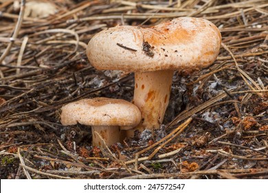 Lactarius Deliciosus High Res Stock Images Shutterstock