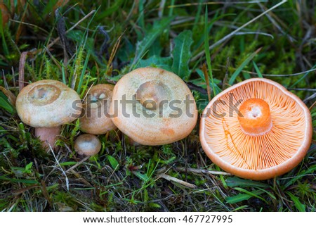 Lactarius deterrimus. Edible mushrooms with excellent taste. Bio food. Uncultivated  fungi.
