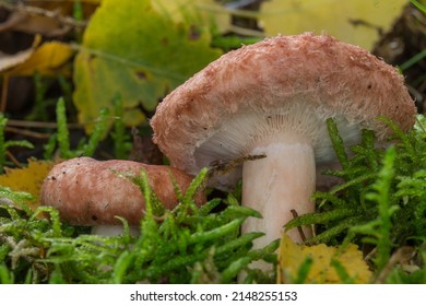 Lactarius torminosus or woolly milkcap growing in between mosses