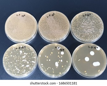 Lactobacillus Plantarum Microbial Limit Test Results