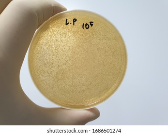 Lactobacillus Plantarum Microbial Limit Test Results