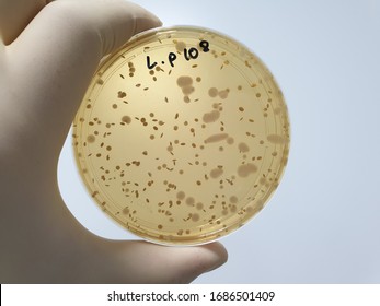 Lactobacillus Plantarum Microbial Limit Test Results