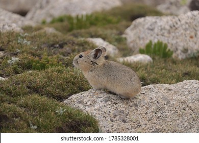 The Ladak pika is a species of mammal in the family Ochotonidae found in China, India, and Pakistan. Prior to identification as a separate species, specimens were thought to be of the plateau pika.