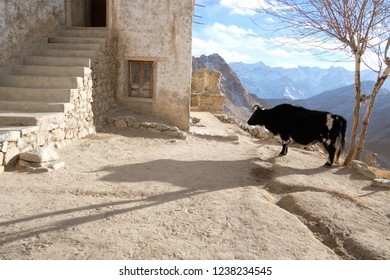 Ladakh Domestic Animal Dzo 