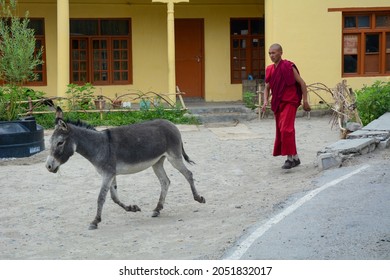 Ladakh, India - Jul 18, 2015. A monk chasing a donkey at Tibetan monastery in Ladakh, India.