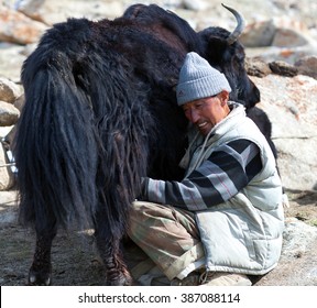 LADAKH, INDIA - JUNE 15, 2012: Tibetan Nomad Milking Yak Cow By Hands In Ladakh, Jammu And Kashmir, North India