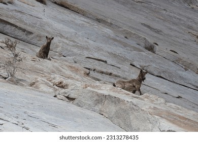 Ladakh, India - May 17, 2023: A high angle of young Asiatic Ibex, locally known as Skyin
