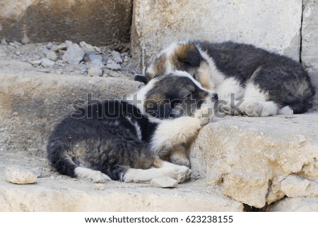 Similar – Image, Stock Photo True love Animal Soft