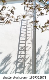 Ladder Up To The Attic Against The Background Of A White Wall And Tree Branches. Roof Door Outside