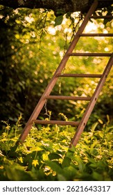 a ladder in the branches of a tree