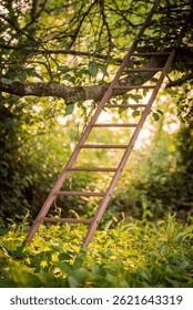 a ladder in the branches of a tree