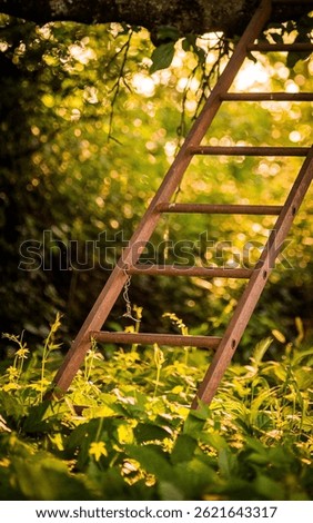 a ladder in the branches of a tree
