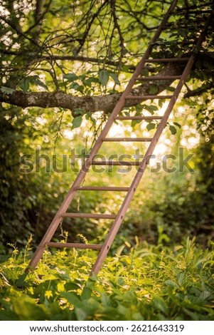 a ladder in the branches of a tree