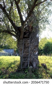 A Ladder Is Leaning Against A Tree To Climb It. A Tree House Built By Children.