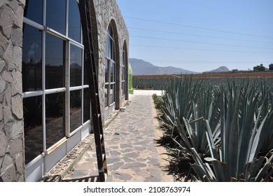 Ladder On The Wall By An Agave Farm