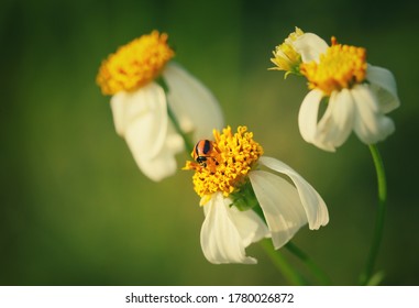 Laddy Bug On Hairy Beggarticks Flower, For Wallpaper And Background Nature,macro