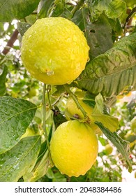 Ladera Ranch CA USA - April 1 2020: Drenched Spring Lemons