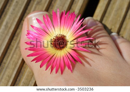 ladies foot decorated with striking mesembryanthum flower, mediteranian style.