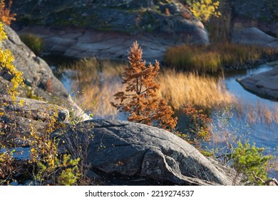 Ladoga Skerries On The Lake. A Beautiful View Of The Rocky Shores Covered With Pine Trees. Nordic Nature At Sunset. Stunning View Of Islands And Archipelago. National Park Of Karelia