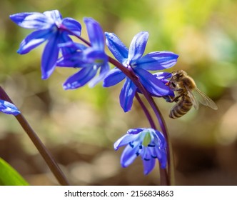 Ladoon ladona or ladock flower, squills Scilla Scilloideae Asparagaceae, beautiful blue springtime flower