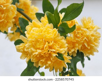 Lady Banks Climbing Rose, butter-yellow, fully double flowers against the white background, close up. Rosa banksiae 'Lutea' is thornless shrubby vine and flowering plant in the family Rosaceae. - Shutterstock ID 2258570745