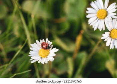 A Lady Beetle On A Daisy Flower