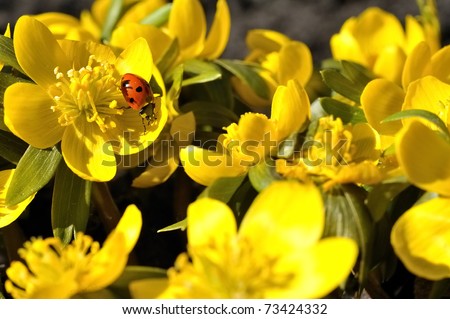 lady beetle and winter aconite