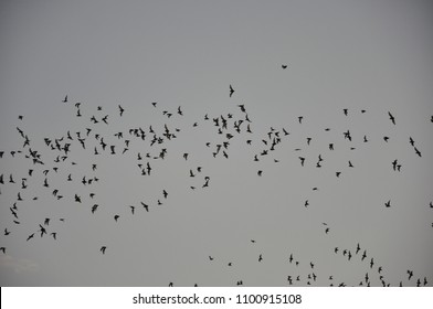 Lady Bird Lake, Austin, Texas, USA - 7/2011:  Bats In Flight At Dusk