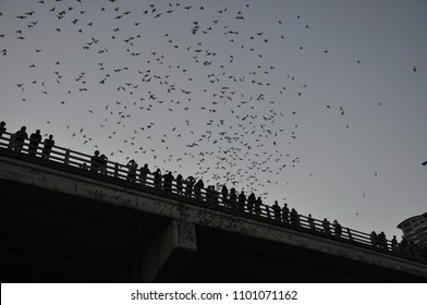 Lady Bird Lake, Austin, Texas, USA - 7/2011:  Bats Coming Out At Night