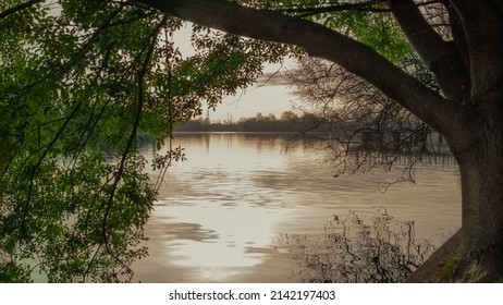 Lady Bird Lake Through The Tree