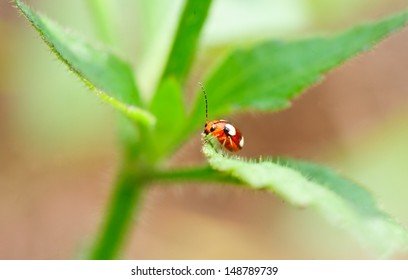 lady bug