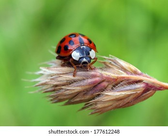 Lady Bug