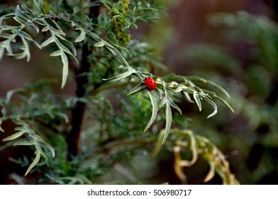 Lady bug