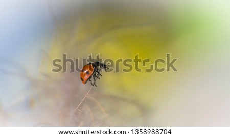 Similar – Image, Stock Photo earth bee Nature Plant