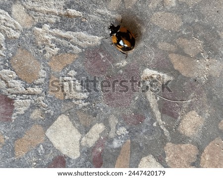 Lady Bug, Asian Lady Beetle,Beautiful Insects inNepal