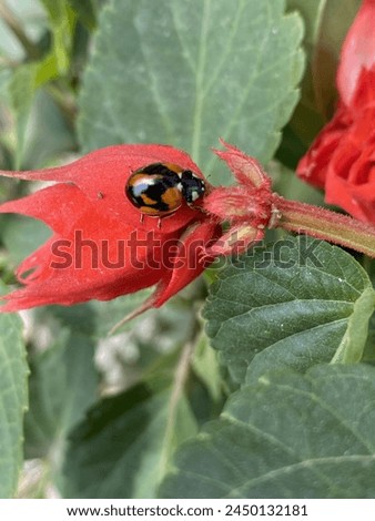 Lady Bug, Asian Lady Beetle,Beautiful Insects inNepal