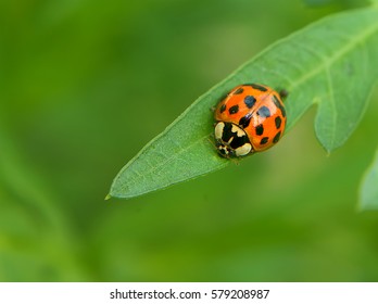 Lady Bug  , Lady Beetle