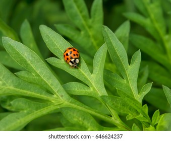 Lady bug  , lady beetle