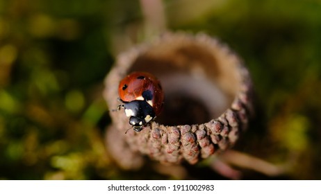 Lady Bug Close Up Macro 