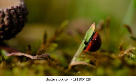 Lady Bug Close Up Macro