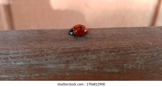 Lady Bug Close Up View