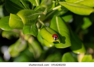  A Lady Bug Crawling On A Leaf 