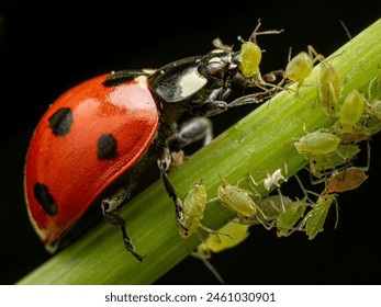 lady bug eat aphid close up