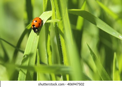 Lady Bug In The Grass