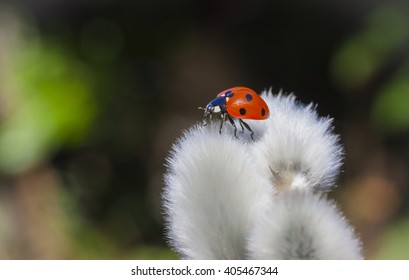 A Lady Bug Has Made A Soft Touch Down On A Pussy Willow