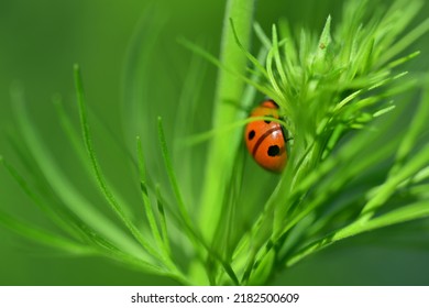 Lady Bug Macro Shot In Green