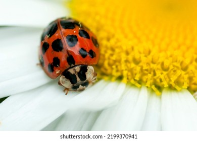 Lady Bug On Daisy Closeup Image.