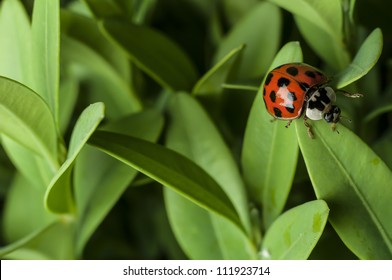 Lady Bug On Grass