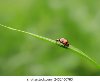 Lady Bug On a Grass Leaf. An Amazing Macro Picture Capture In mobile.